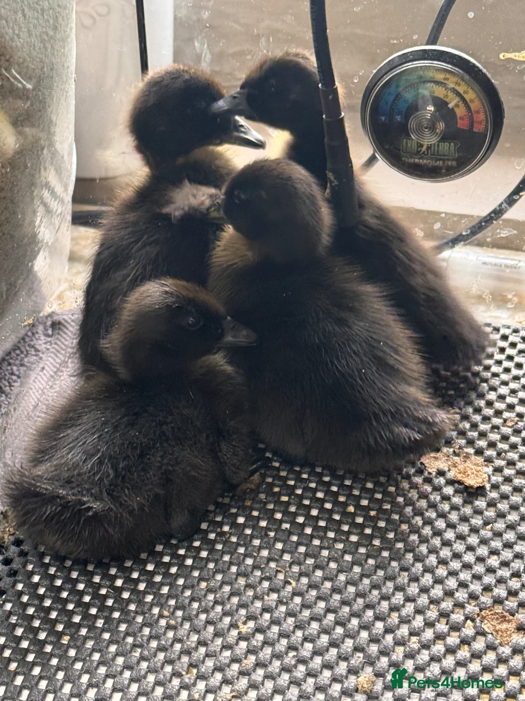 Mixed Breed birds for sale: 2 day old Cayuga duckings  - Advert 1