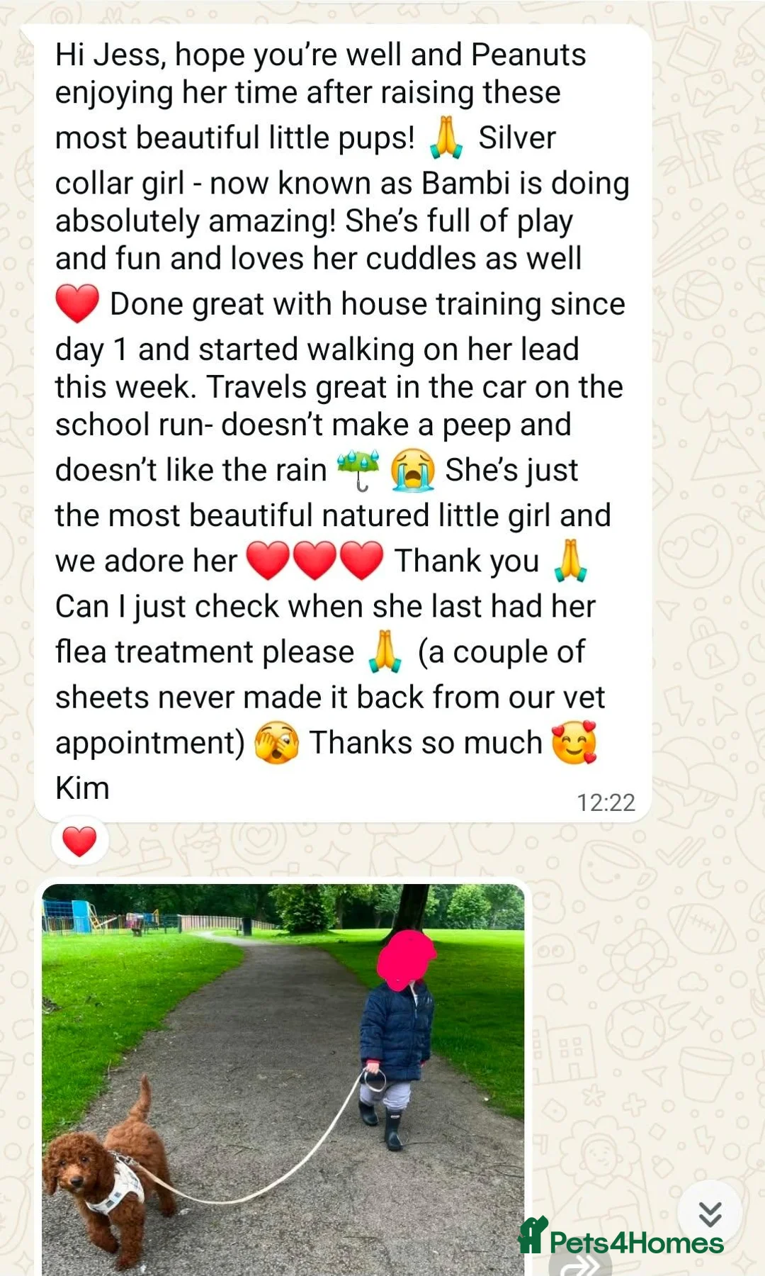Irish Doodle dogs for sale: 👑Finest Quality Deepest Red Irish Doodles👑 - Advert 19