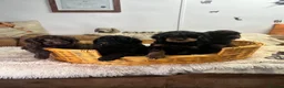 Cockapoo dogs for sale: Beautiful Litter Of Happiness  - Advert 6