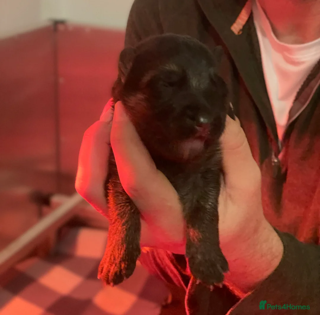 German Shepherd dogs for sale: Last Male GSD Puppy – Enzo vom Ezenthal - Advert 21