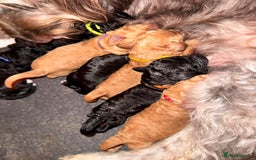 Labradoodle dogs for sale: F1b Miniature Labradoodle Puppies  - Advert 19