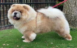 Chow Chow dogs for sale: 🧸🧸Beautiful litter of chow chow puppies🧸🧸 - Image 12
