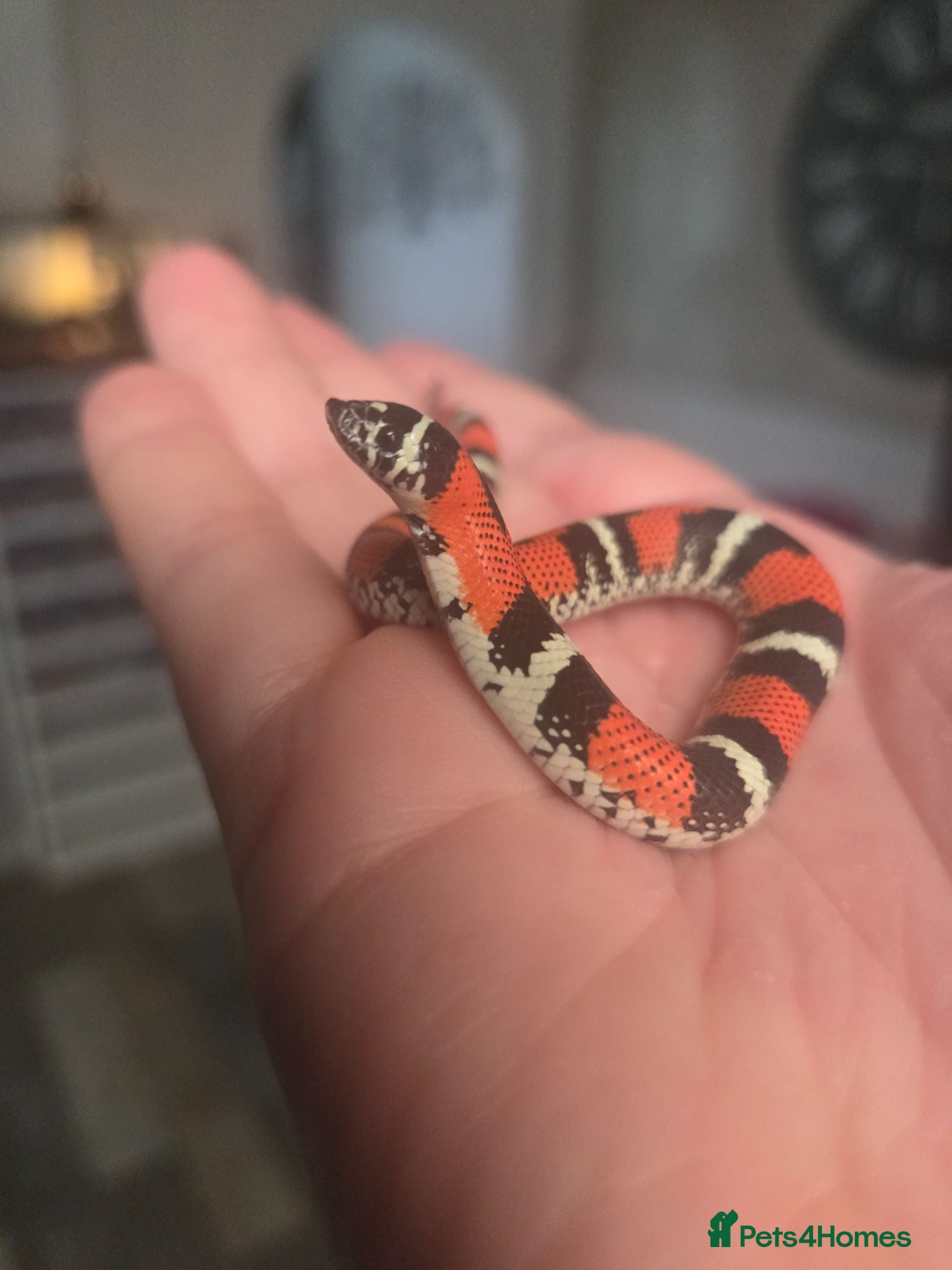 Mixed Breed reptiles Tri Colour Hognose Snakes  - Advert 9