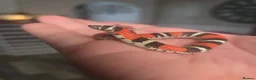 Mixed Breed reptiles for sale: Tri Colour Hognose Snakes  - Advert 1