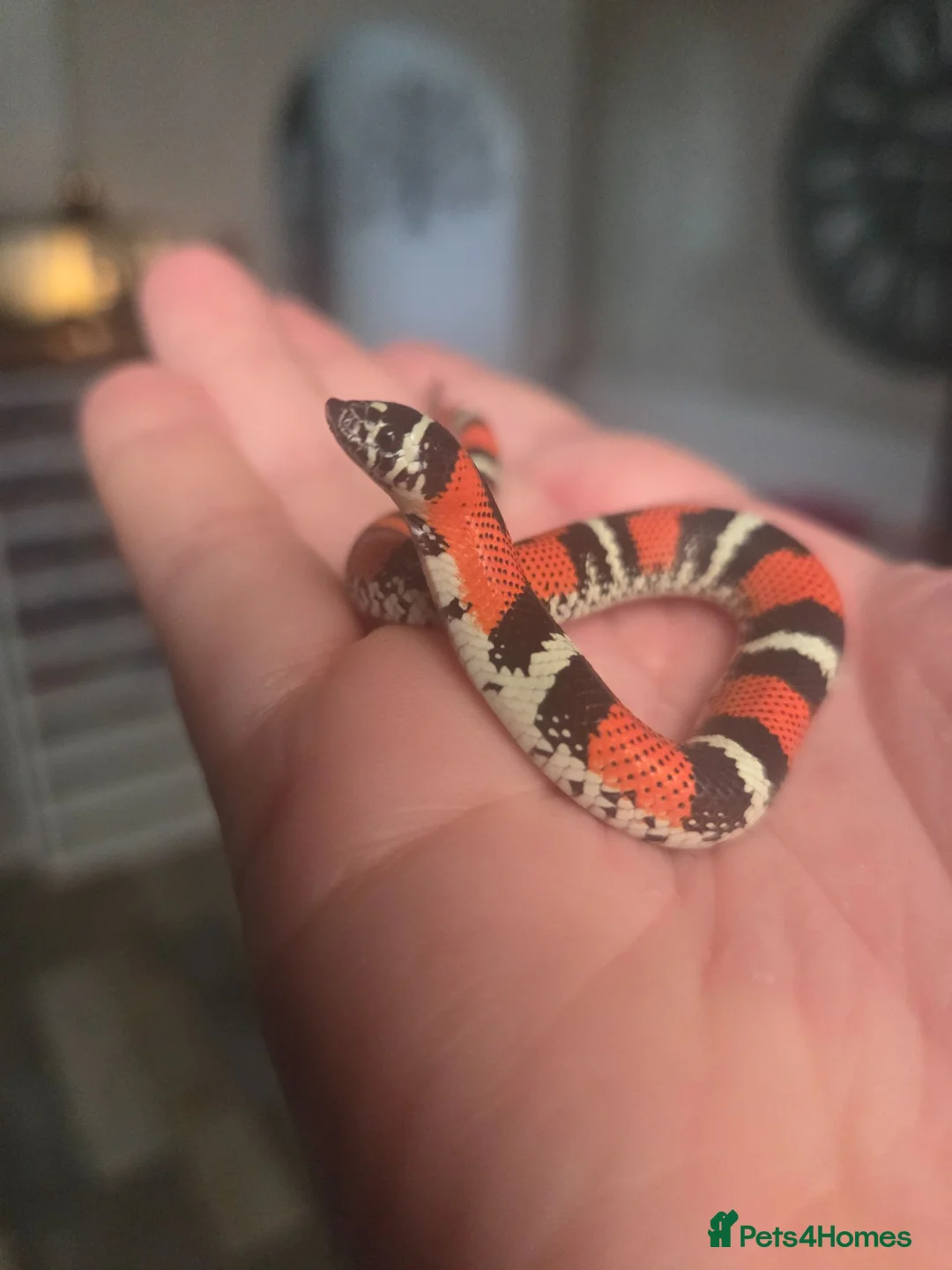 Mixed Breed reptiles for sale: Tri Colour Hognose Snakes  - Advert 1