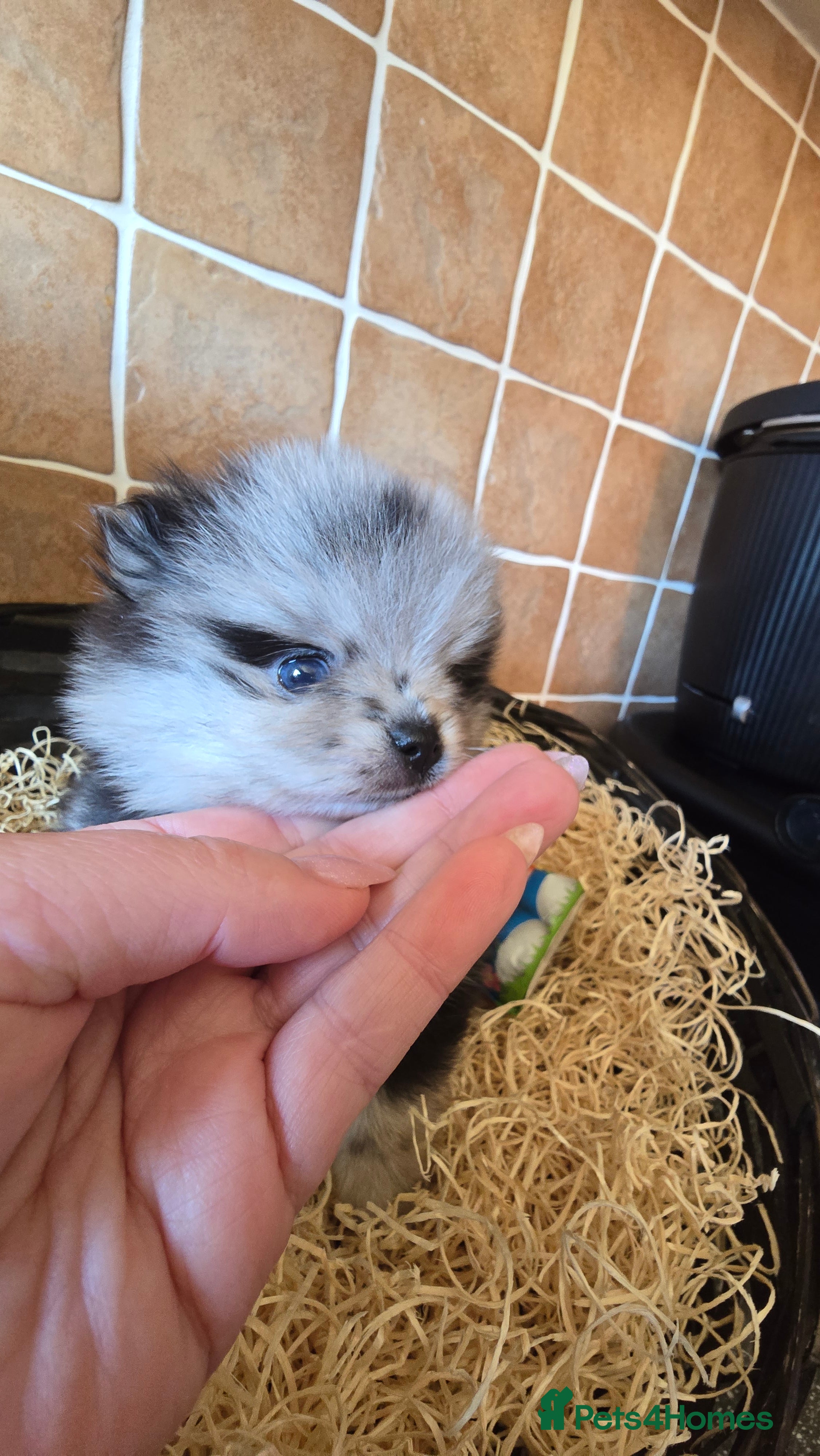 Pomeranian dogs Stunning KC Teddy Bear Pomeranian Puppies 5w Old  - Advert 2