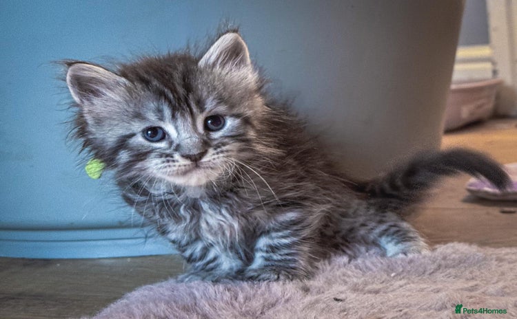 Maine Coon cats - Advert 7