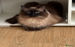 Ragdoll cats for sale:  Gorgeous fluffy chocolate ragdoll kittens🐾🥹 - Image 21