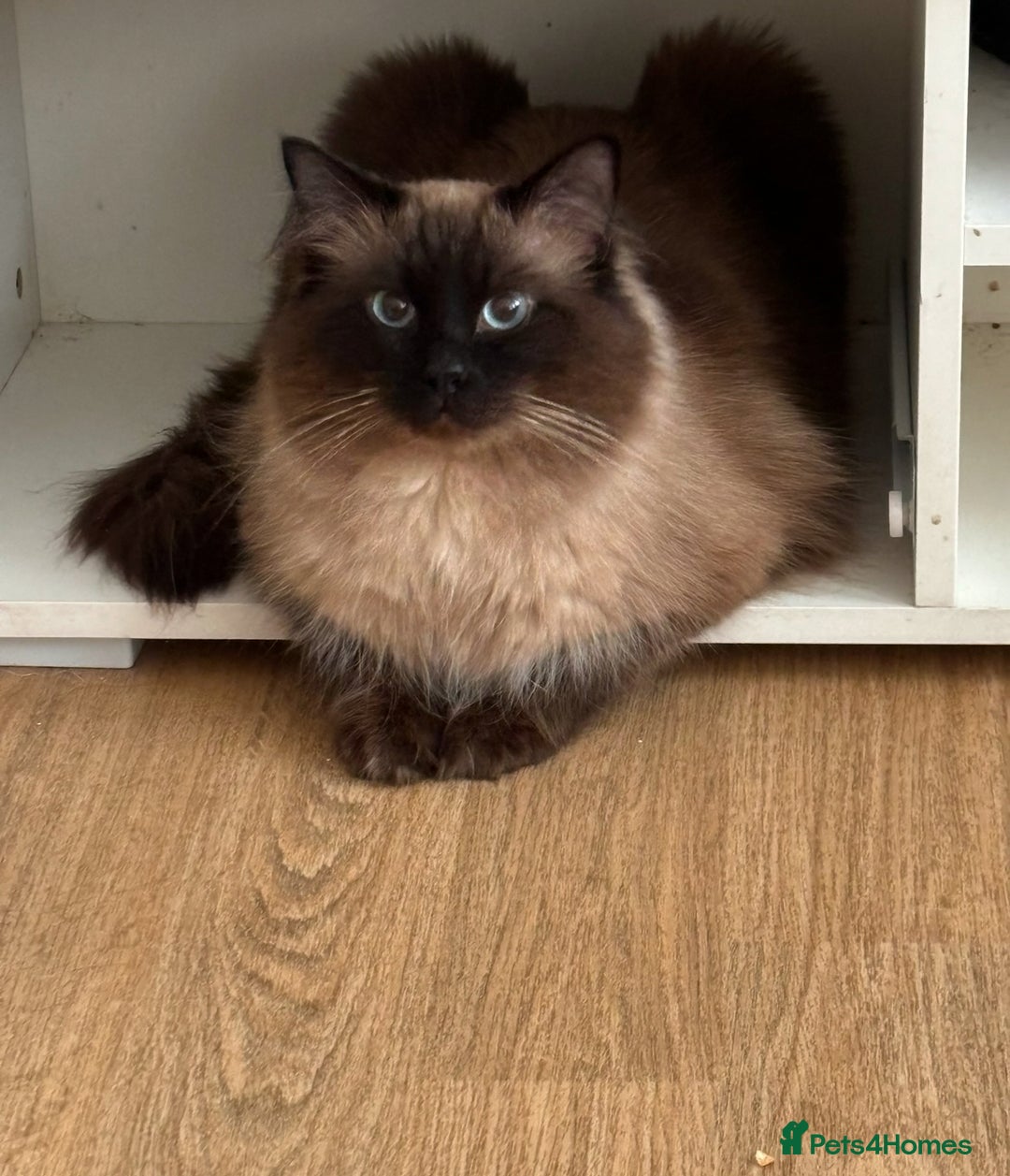 Ragdoll cats for sale:  Gorgeous fluffy chocolate ragdoll kittens🐾🥹 - Image 21