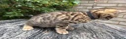 Bengal cats for sale: Bengal x Maine Coon Cross Kittens  - Advert 13