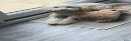 Cockapoo dogs for sale: 7 month old Apricot Cockapoo in Redcar - Advert 2