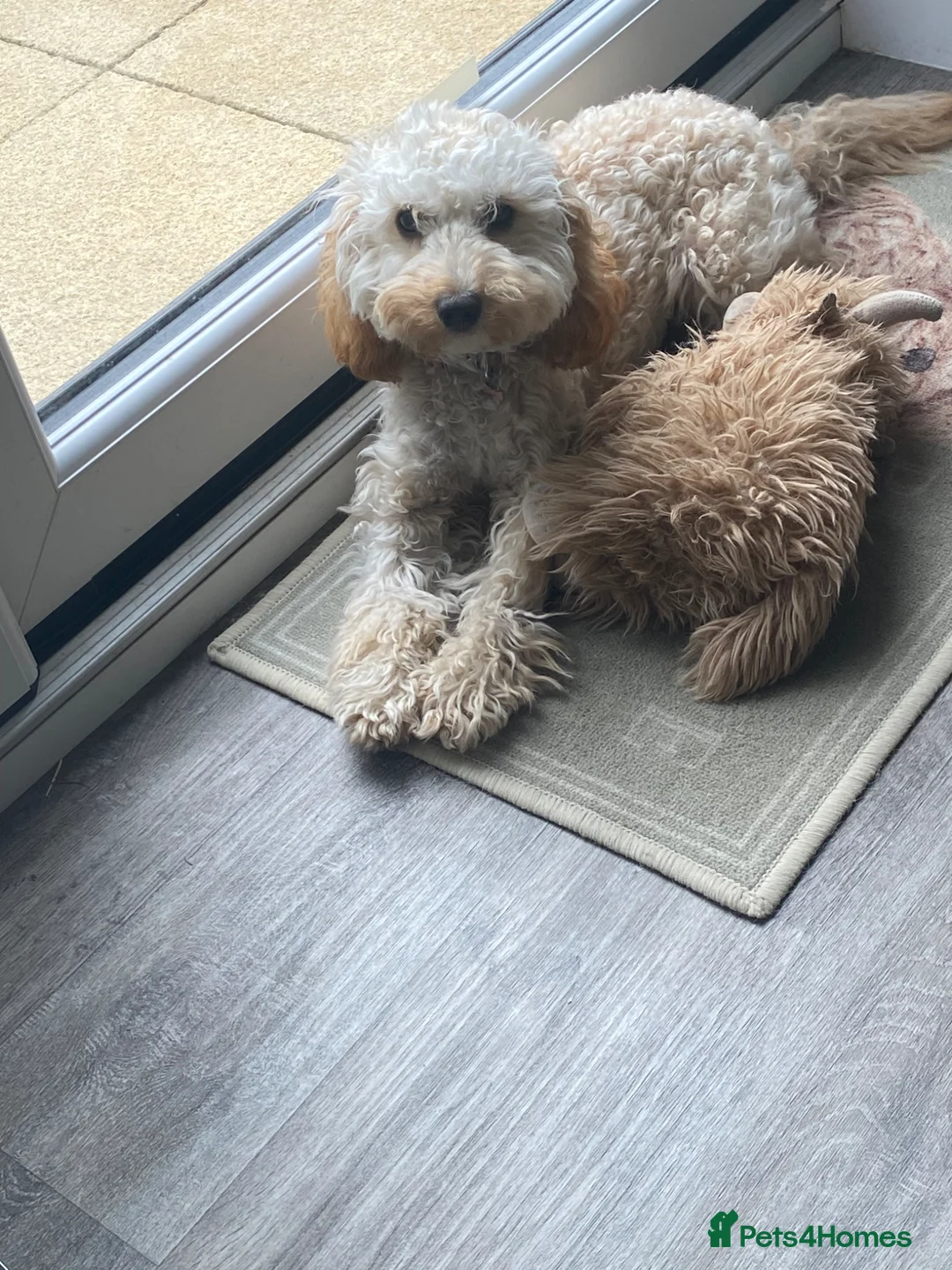 Cockapoo dogs for sale: 7 month old Apricot Cockapoo in Redcar - Advert 2