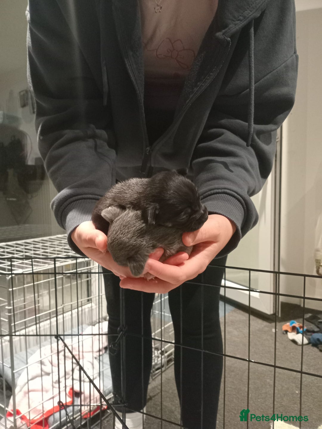 Chihuahua dogs for sale: 5 chihuahua puppies - Advert 8