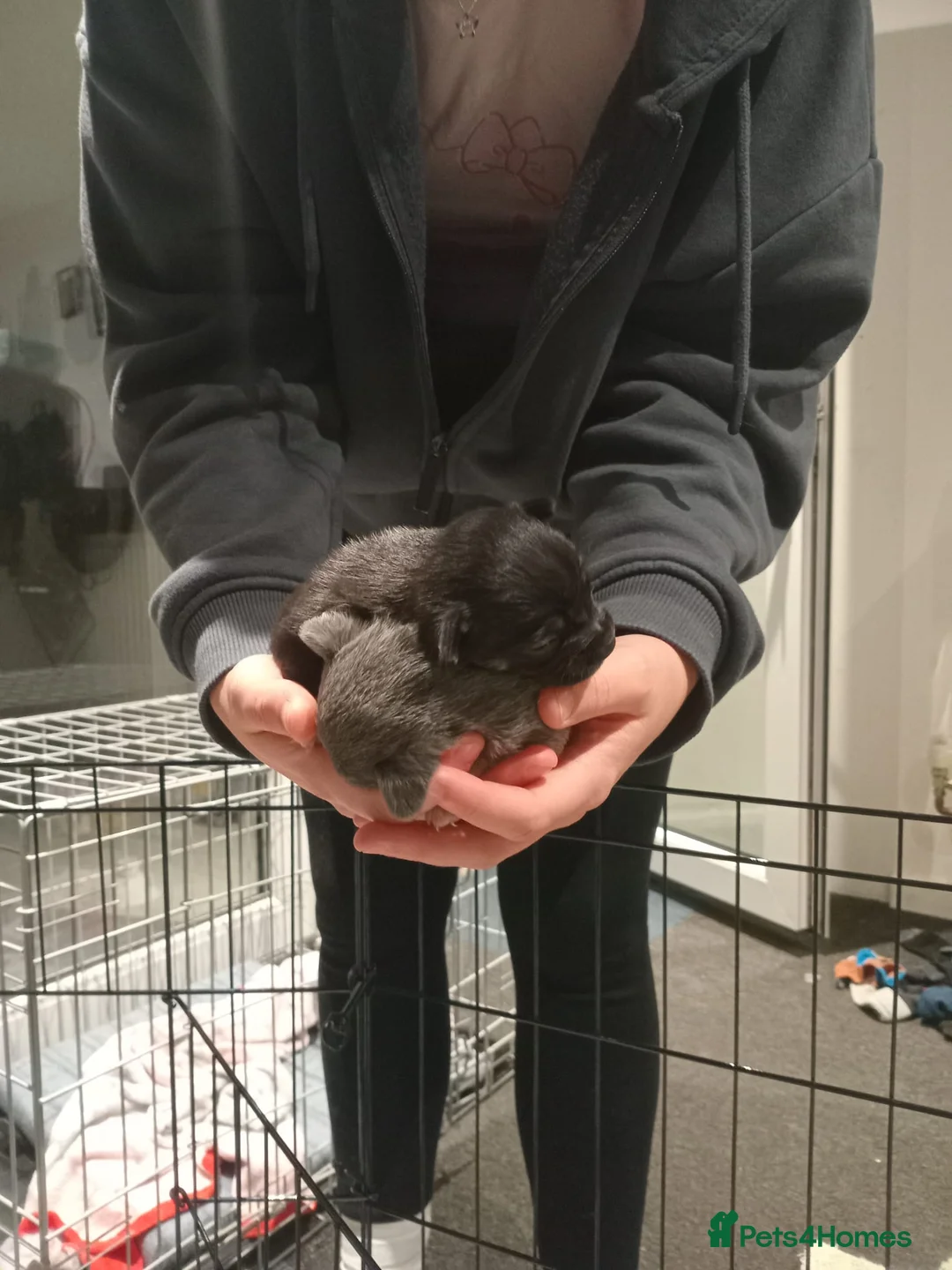 Chihuahua dogs for sale: 5 chihuahua puppies - Advert 8