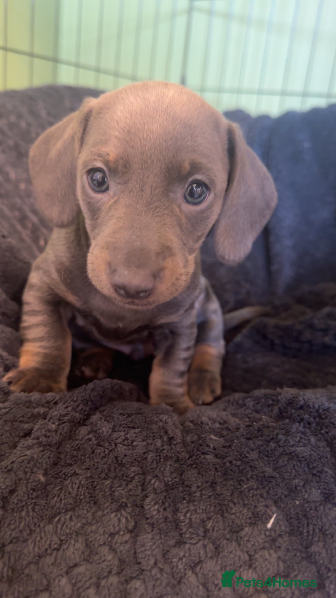 Miniature Dachshund dogs Miniature Dachshund  - Advert 8