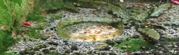 Shrimps fish for sale: Tropical Shrimp tanks + setup in Scunthorpe - Advert 4