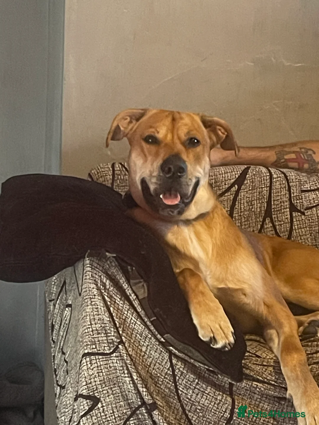 Mixed Breed dogs for sale: male dog for rehoming  - Advert 2