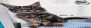Maine Coon Kitten 3