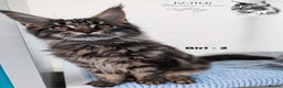 Maine Coon cats for sale: AMAZING TICA REGISTERED  SHADED LINE  - Advert 4