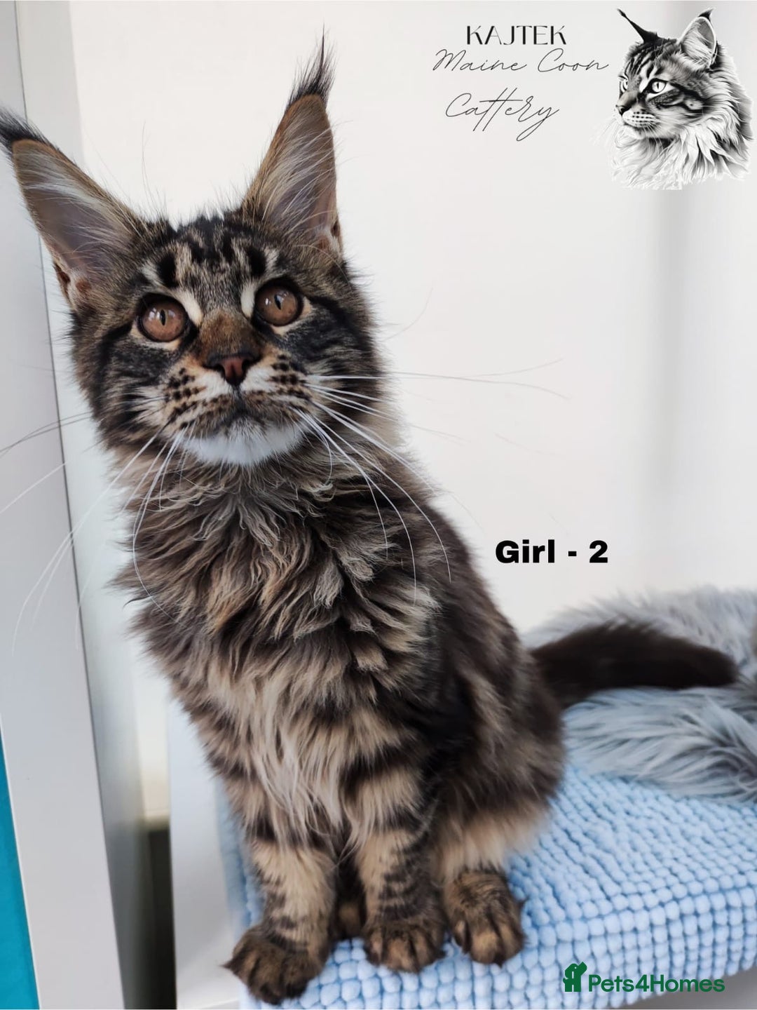 Maine Coon cats for sale: AMAZING TICA REGISTERED  SHADED LINE  - Advert 4
