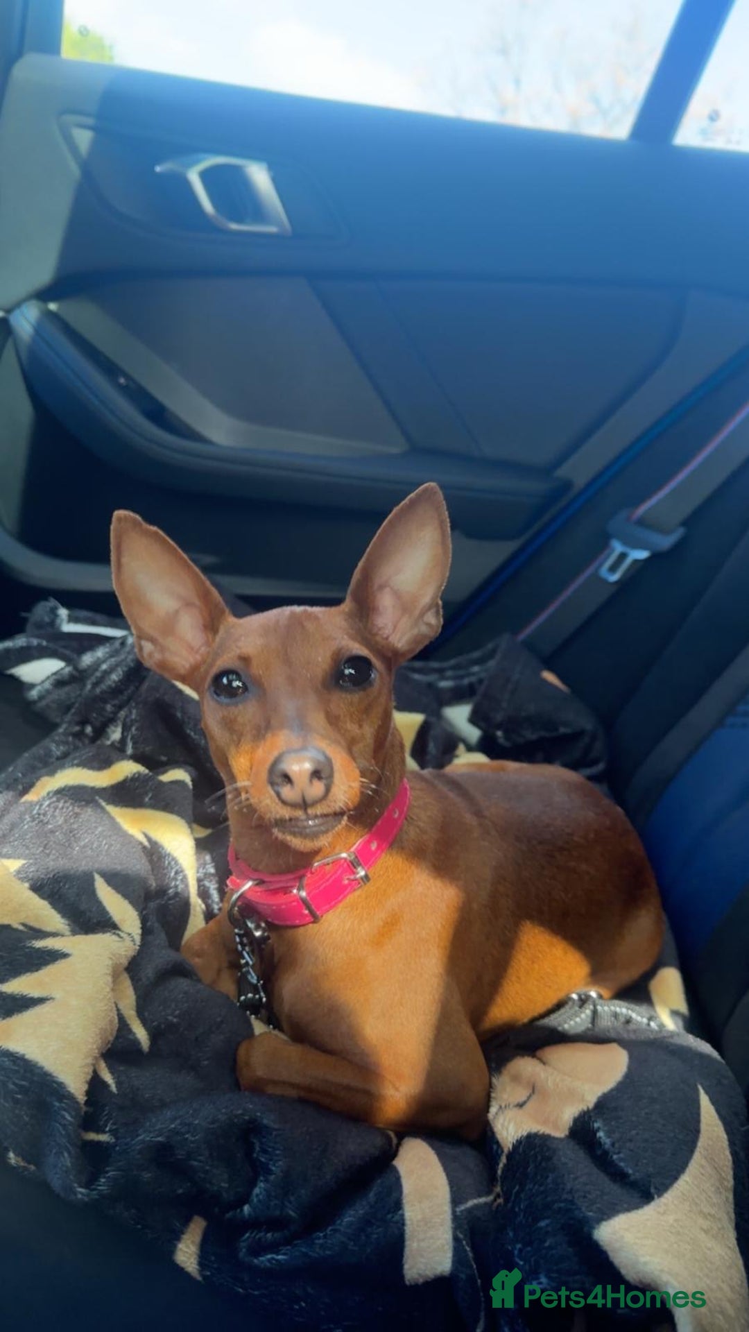 Miniature Pinscher dogs for sale: PURE 100% Miniature Pinscher , KC-reg, DNA tested in Manchester - Image 21