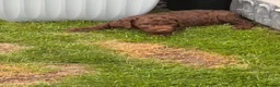 Labradoodle dogs for sale: LABRADOODLE & POODLE Ready Now - Advert 11