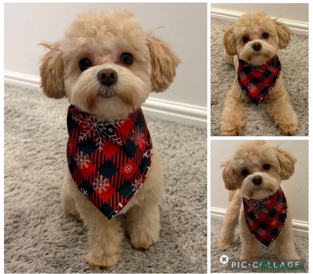 Maltipoo dogs for sale: Quality unique f1 tiny korean maltipoo puppies  - Advert 22