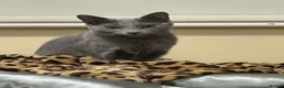 Russian Blue cats for sale: TICA Russian Blue female for sale - Advert 1