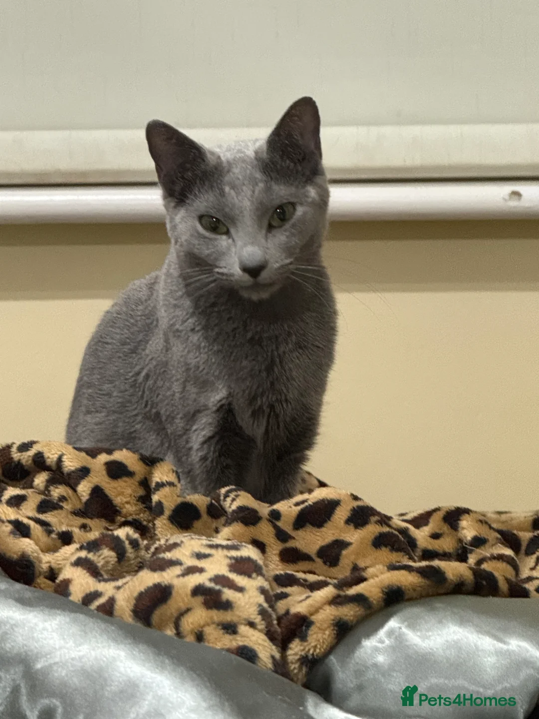 Russian Blue cats for sale: TICA Russian Blue female for sale - Advert 1