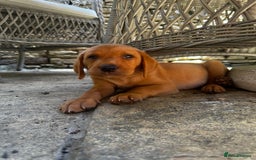 Labrador Retriever dogs for sale: FULLY HEALTH TESTED FOX RED AND BLACK LAB PUPS - Image 18