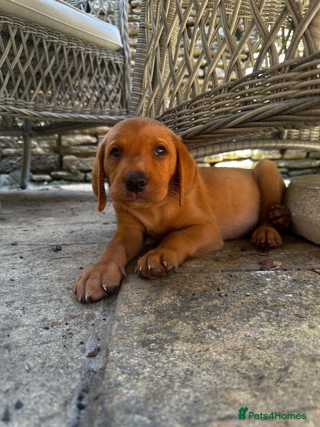 Labrador Retriever dogs for sale: FULLY HEALTH TESTED FOX RED AND BLACK LAB PUPS - Image 18