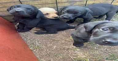 Labrador Retriever dogs - Advert 16