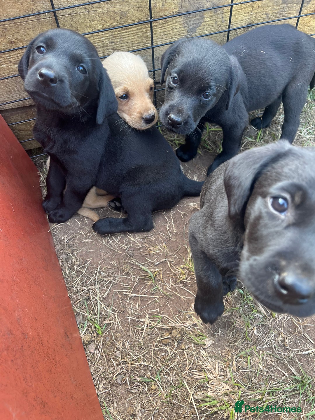 Labrador Retriever dogs for sale: KC registered working fieldtrial Labrador puppies  - Image 2