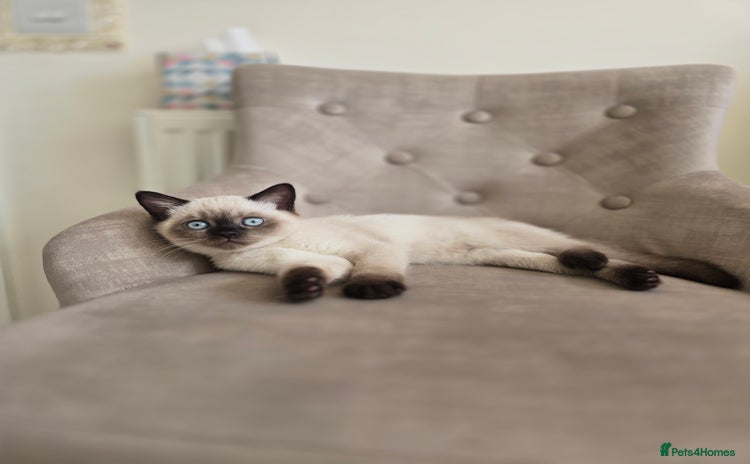 Scottish Fold cats - Advert 7