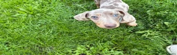 Miniature Dachshund dogs for sale: Miniature dachshund for sale male  in Saint Helens - Advert 3