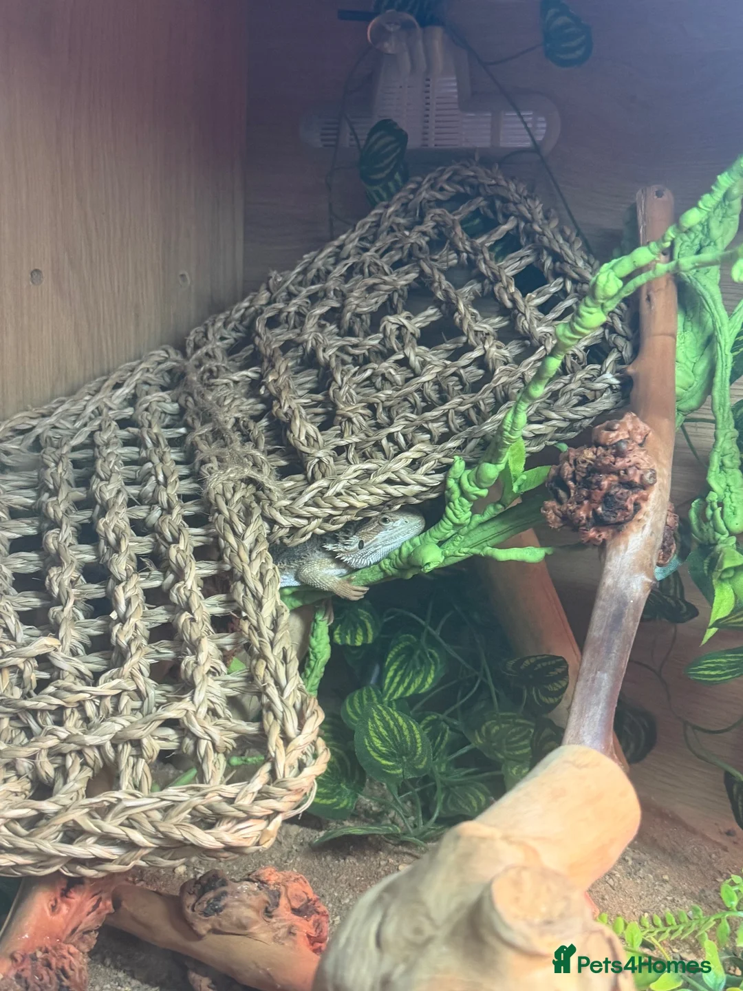 Bearded Dragon reptiles for sale: Bearded dragon with full set up  in Rochester - Advert 3