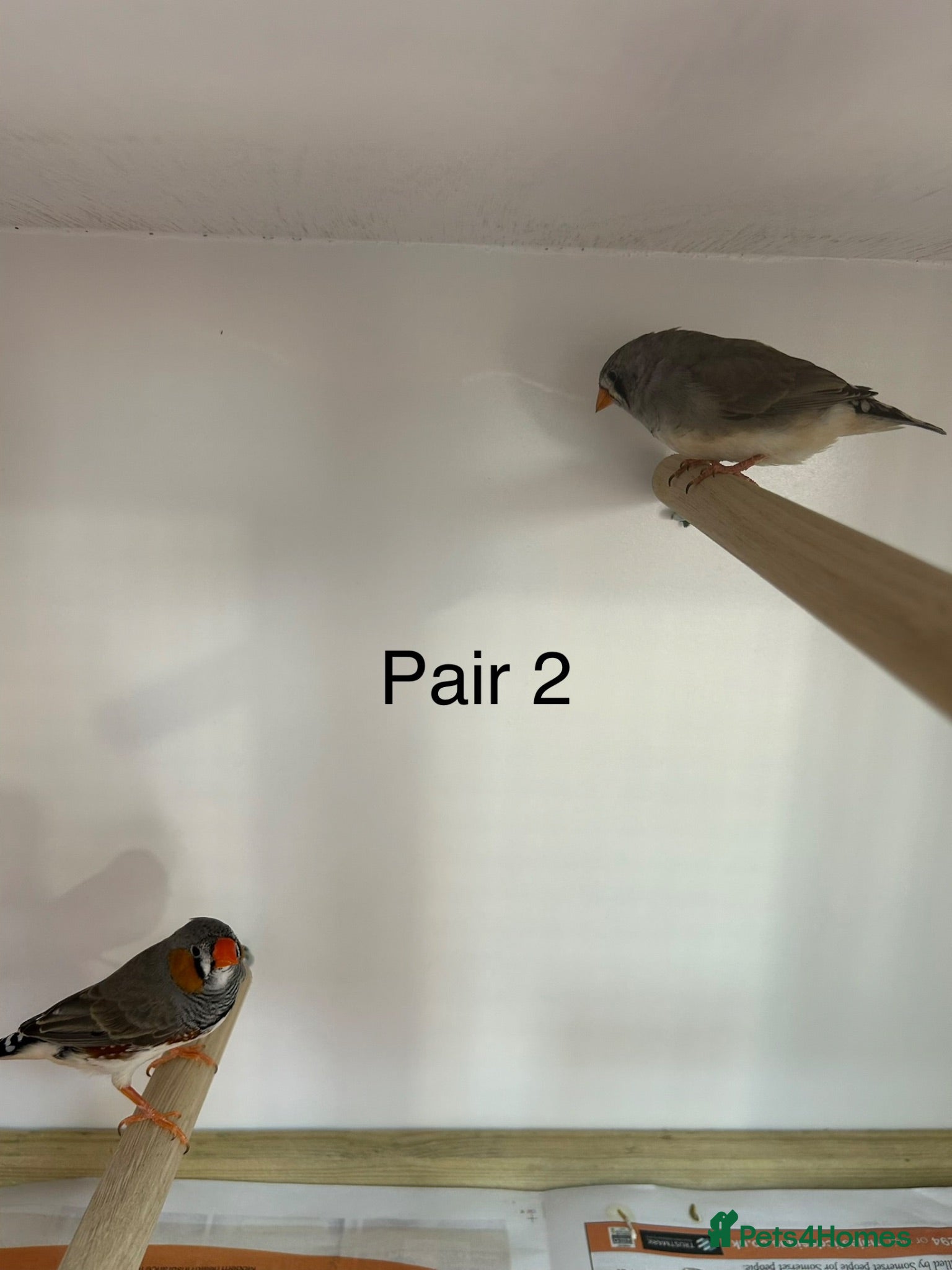 Finches birds Zebra finch breeding pairs  - Advert 2