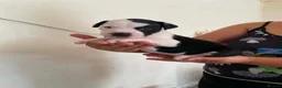 Staffordshire Bull Terrier dogs for sale: Adorable Puppies Staffordshire Bull Terrier - Advert 13