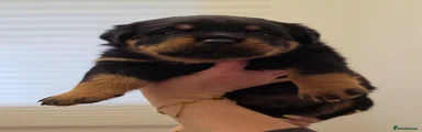 Rottweiler 1