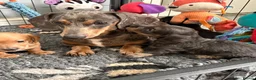 Miniature Dachshund dogs for sale: Beautiful well loved babies  in Peterborough - Advert 17