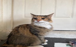 Mixed Breed cats for sale: Coco cat for sale - Image 1