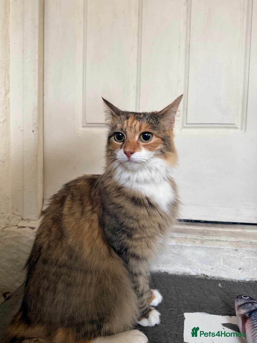 Mixed Breed cats for sale: Coco cat for sale - Image 1