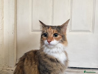 Mixed Breed cats - Advert 34