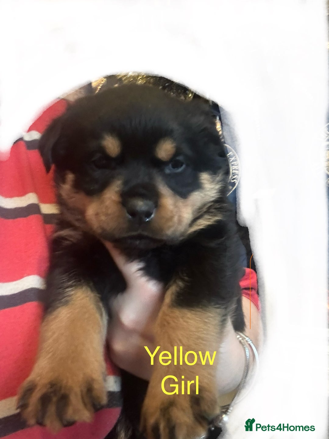 Rottweiler dogs for sale: **7 Pure Breed Rottweiler puppies** - Advert 10