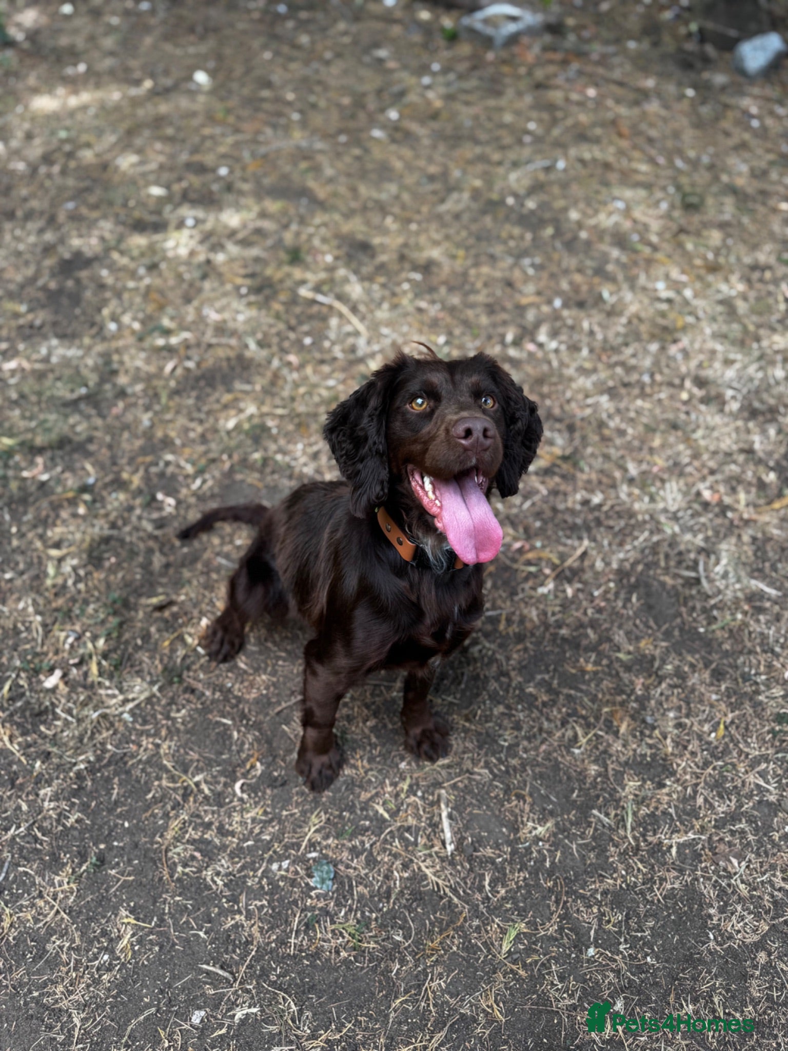 Cocker Spaniel dogs Working cocker  - Advert 1