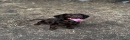 Cocker Spaniel dogs for sale: Working cocker  - Advert 1