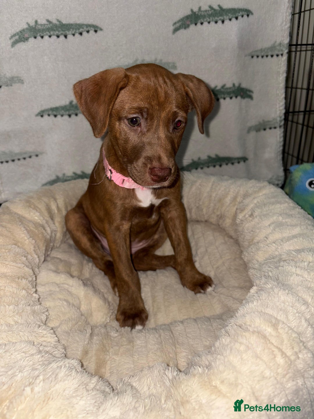 Mixed Breed dogs for sale: Beautiful pups for sale  - Image 2