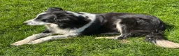 Border Collie dogs for sale: Active Border Collie pups for sale - Advert 4