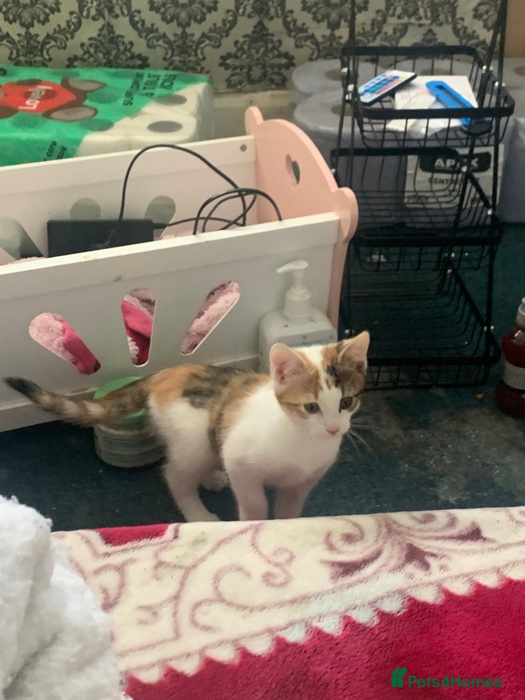 British Shorthair cats for sale: 3 Kitten ready to leave today  - Advert 9