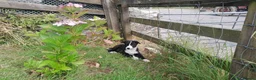Border Collie dogs for sale: Border collie pups - Advert 8